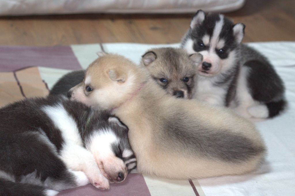 chiot Siberian Husky of Trott Husky