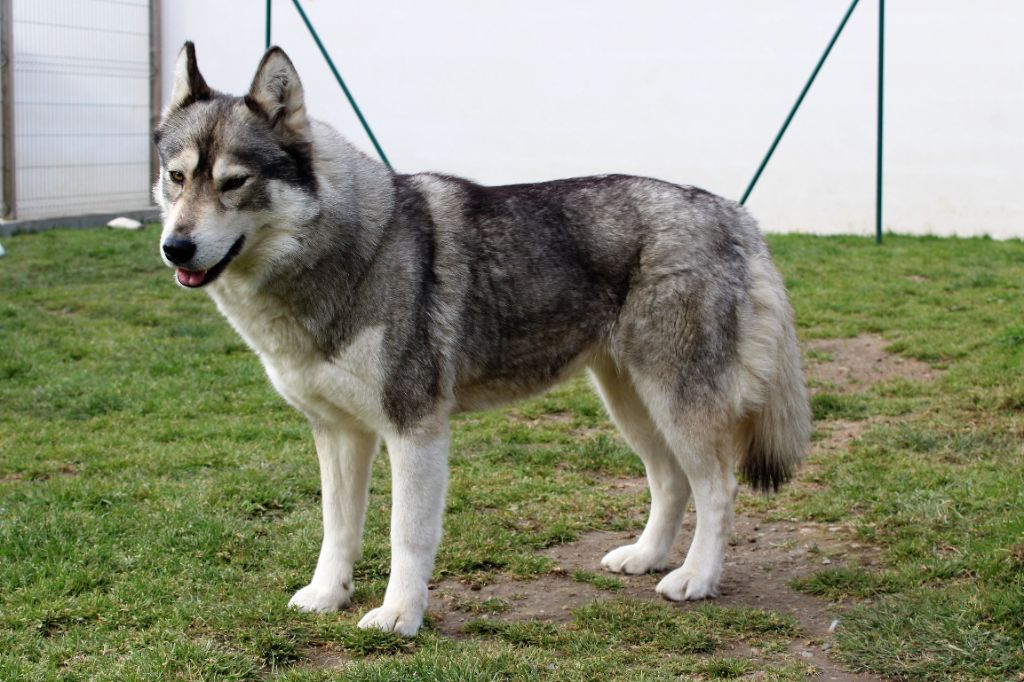 Amarok's Lou