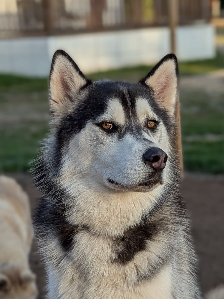 Voyce of Trott Husky